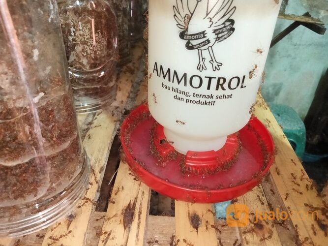 Ternak Kroto Media Stoples