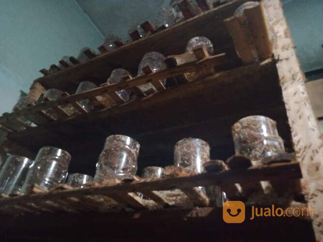 BIBIT KROTO KUNINGAN