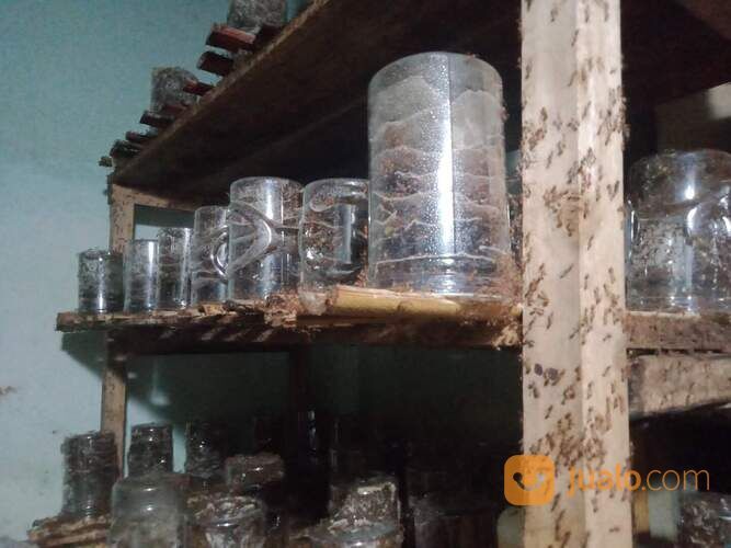 BIBIT KROTO KUNINGAN