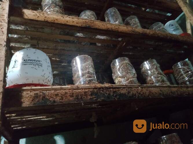 BIBIT KROTO KUNINGAN