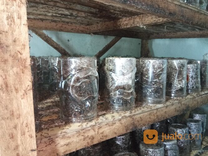 BIBIT KROTO KUNINGAN