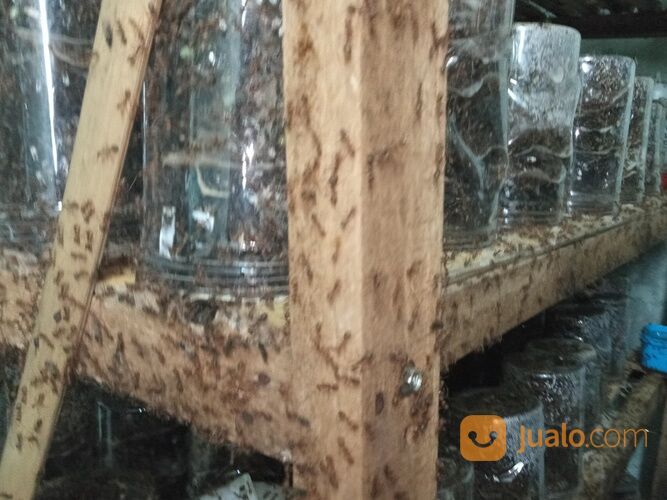 BIBIT KROTO KUNINGAN