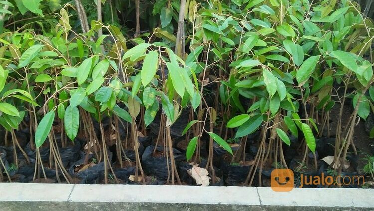 Bibit Durian Terdekat Kabupaten Magetan | Hub 081249470015
