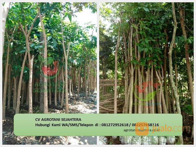 Pohon Tabebuya Baubau 081272952618 Berkualitas Dan Bergaransi