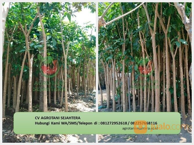 Pohon Tabebuya Baubau 081272952618 Berkualitas Dan Bergaransi