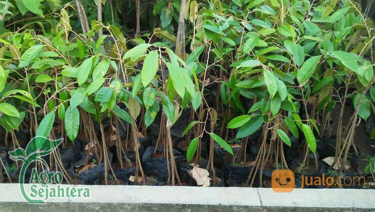 Bibit Durian Terdekat Kabupaten Ngawi | Hub 081249470015