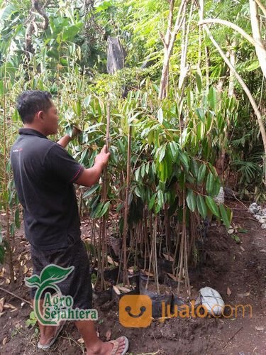 Bibit Durian Terdekat Kabupaten Ngawi | Hub 081249470015