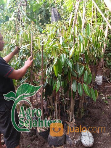 Bibit Durian Terdekat Kabupaten Ngawi | Hub 081249470015