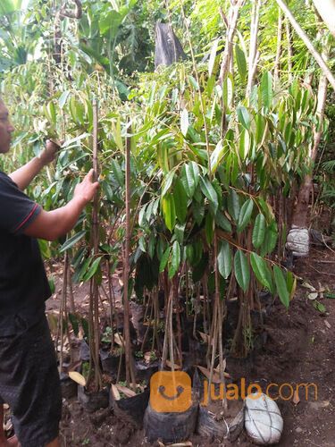Bibit Durian Terdekat Kabupaten Pacitan | Hub 081249470015