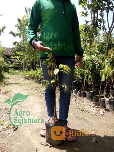 Bibit Durian Terdekat Kabupaten Pasuruan | Hub 081249470015