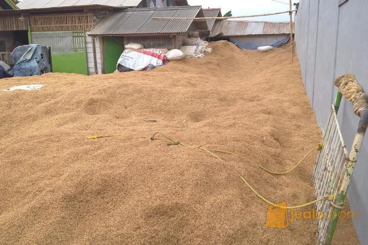 Sekam Padi Murah