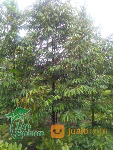 Bibit Durian Terdekat Kabupaten Trenggalek | Hub 081249470015