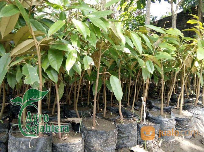 Bibit Durian Terdekat Kabupaten Trenggalek | Hub 081249470015