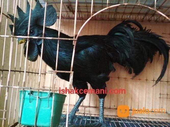 Murah Pake Meriah Harga Sinting Ayam Cemani Gratis Betina !!! Wajib Baca Diskripsi Nyet