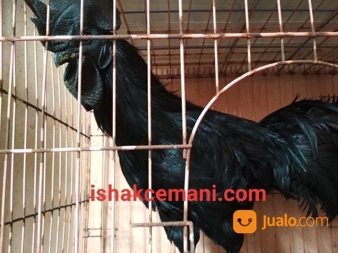 Murah Pake Meriah Harga Sinting Ayam Cemani Gratis Betina !!! Wajib Baca Diskripsi Nyet