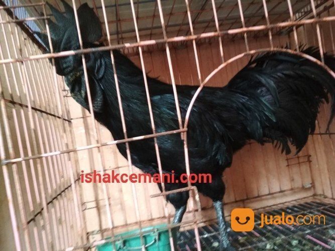Murah Pake Meriah Harga Sinting Ayam Cemani Gratis Betina !!! Wajib Baca Diskripsi Nyet