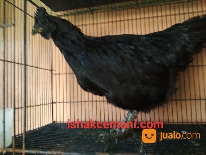 Murah Pake Meriah Harga Sinting Ayam Cemani Gratis Betina !!! Wajib Baca Diskripsi Nyet