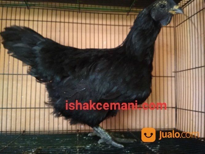 Murah Pake Meriah Harga Sinting Ayam Cemani Gratis Betina !!! Wajib Baca Diskripsi Nyet