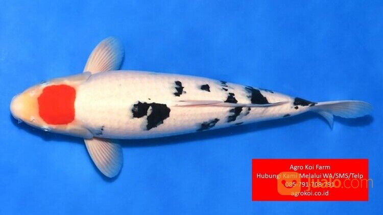 Ikan Koi Tancho Kota Depok Terpercaya 085-791-708-791 Bergaransi