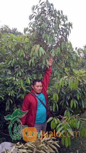Bibit Durian Terdekat Kabupaten Tulungagung | Hub 081249470015