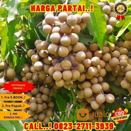 COD ! CALL: 0823-2711-3939 Bibit Kelengkeng Terdekat Di Kebumen Buayan-Rogodono