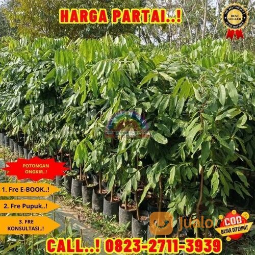 COD ! CALL: 0823-2711-3939 Bibit Kelengkeng Terdekat Di Kebumen Buayan-Rogodono