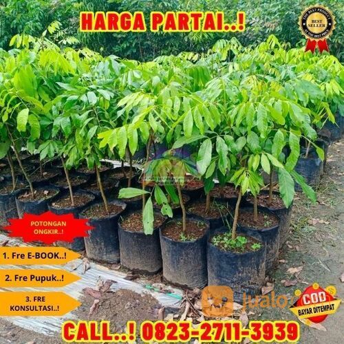 COD ! CALL: 0823-2711-3939 Bibit Kelengkeng Terdekat Di Kebumen Buayan-Rogodono