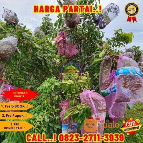 COD ! CALL: 0823-2711-3939 Bibit Kelengkeng Terdekat Di Kebumen Buayan-Rogodono