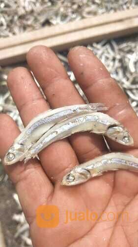 TERDEKAT!! IKAN ASIN REBUS 0821-8153-9591 KABUPATEN ACEH.