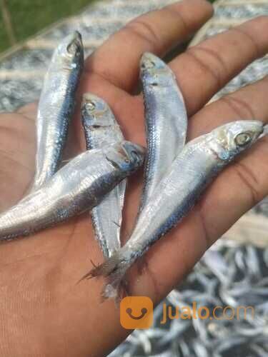 TERDEKAT!! IKAN ASIN REBUS 0821-8153-9591 KABUPATEN ACEH.