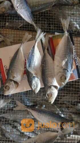 TERDEKAT!! IKAN ASIN REBUS 0821-8153-9591 KABUPATEN ACEH.