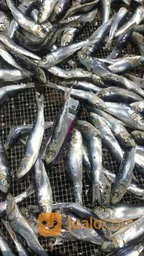 TERDEKAT!! IKAN ASIN REBUS 0821-8153-9591 KABUPATEN ACEH.