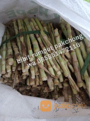 Harga Bibit Rumput Pakchong Sleman Termurah