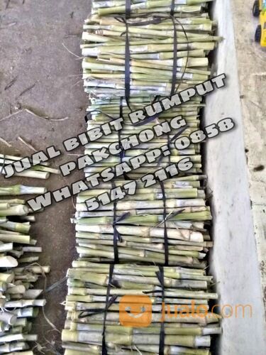 Harga Bibit Rumput Pakchong Sleman Termurah