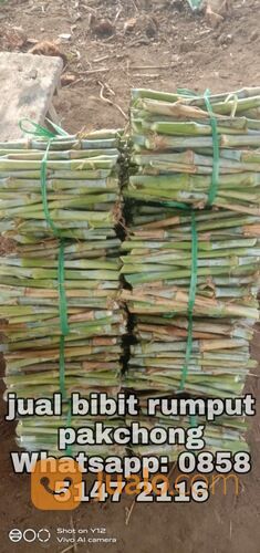 Harga Bibit Rumput Pakchong Sleman Termurah
