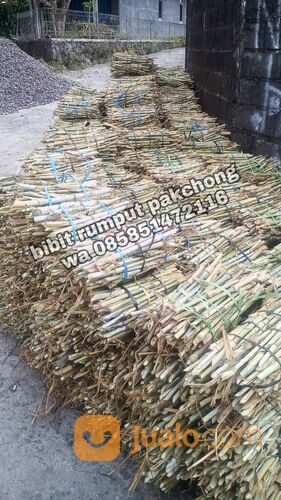 Harga Bibit Rumput Pakchong Sleman Termurah