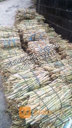 Harga Bibit Rumput Pakchong Sleman Termurah