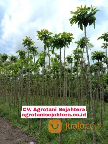 Pohon Tabebuya Terdekat Bojonegoro 081272952618 Berkualitas Dan Bergaransi