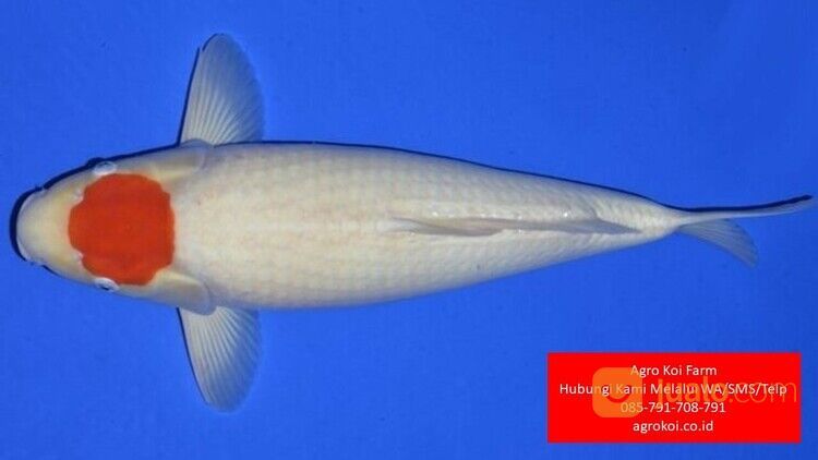 Ikan Koi Tancho Kota Cilegon Terpercaya 085-791-708-791 Bergaransi