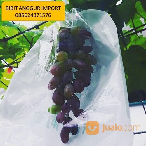 085624371576, supplier panduan budidaya anggur import dari bibit sampai panen