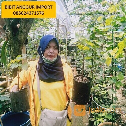 085624371576, bibit anggur import di bandung