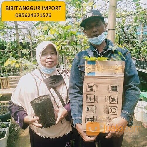 085624371576, produsen bibit anggur import malang