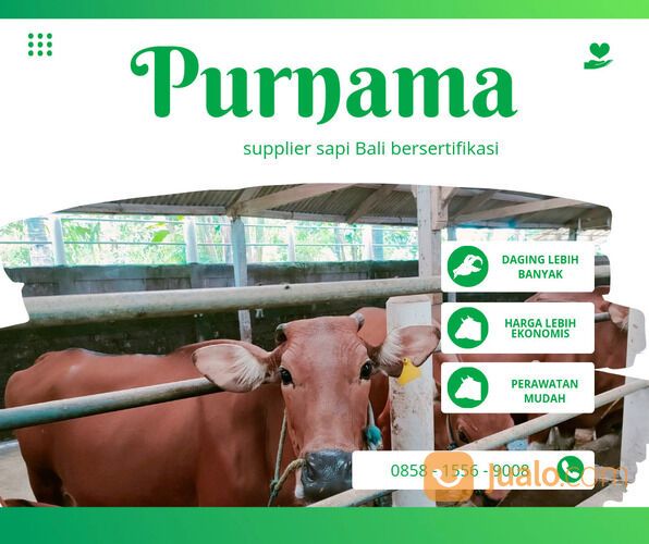 0858-1556-9008, SAPI BALI SUPER