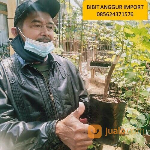 085624371576,bibit anggur import terdekat dari lokasi saya