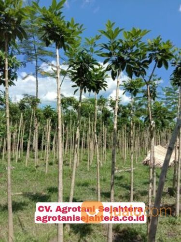 Pohon Tabebuya Terdekat Lumajang 081272952618 Berkualitas Dan Bergaransi