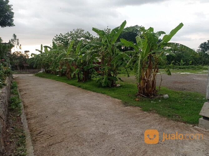 TANAH COCOK UNTUK USAHA DEKAT WADUK BOTOK DI MOJODOYONG KEDAWUNG SRAGEN