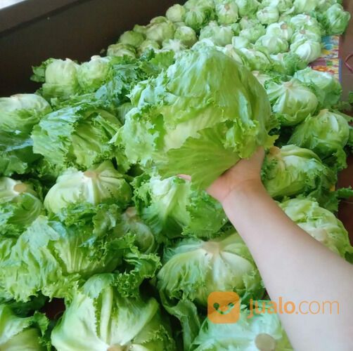 Sayur Lettuce Selalu Fresh Siap Kirim Se Jawa Timur Free Ongkir