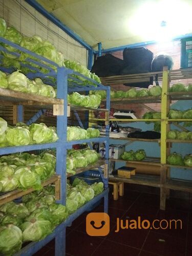 Sayur Lettuce Selalu Fresh Siap Kirim Se Jawa Timur Free Ongkir
