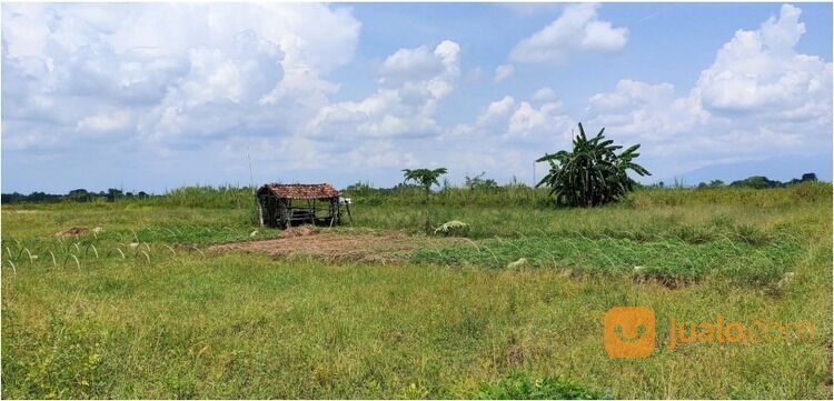 Lahan Kavling Tanah Kec. Ketanggungan Brebes Jawa Tengah