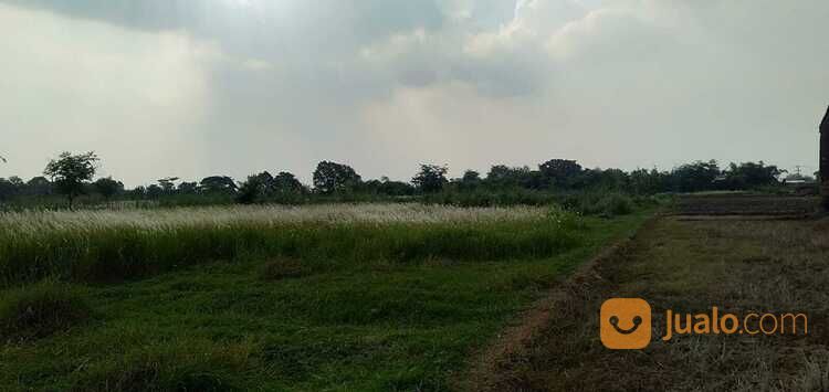 Lahan Kavling Tanah Kec. Ketanggungan Brebes Jawa Tengah